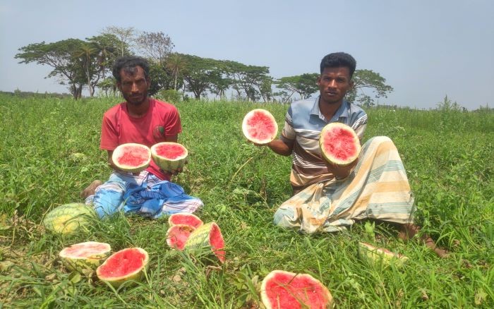 নোয়াখালীতে শত্রুতার জেরে ধ্বংস করা হয়েছে ২৪ একর জমির তরমুজ